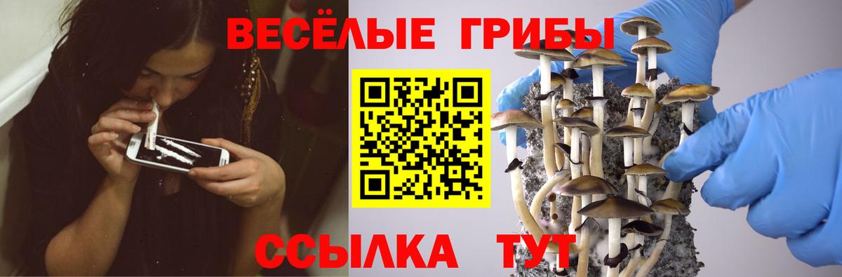Псилоцибиновые грибы Psilocybe Сочи